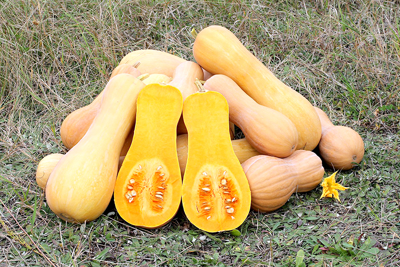 Source: https://en.wikipedia.org/wiki/Cucurbita_moschata. Butternut squash, cultivar variety of Cucurbita moschata, ripe fruits. Ukraine