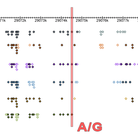 RNA-Seq and Transcriptome Assembly